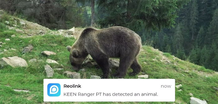 berita-keen-ranger-pt